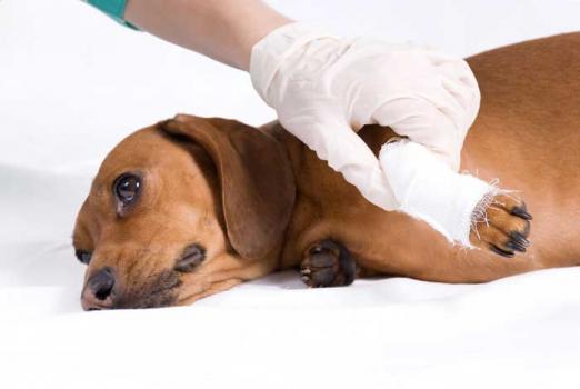 vaccination pour chiens