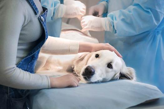 sterilisation chiens