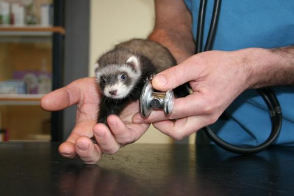 Vétérinaire furet