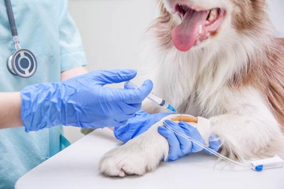 vétérinaire vaccination